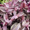 Burgundy Tradescantia Plant - 2.5 Inch Pot - Purple Spiderwort
