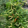 Bushy White Thai Pepper Seeds - Heirloom Variety