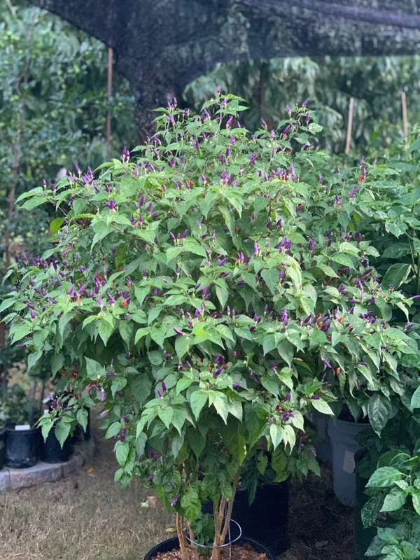 Cabai Burung Ungu Pepper Seeds - Xiêm Tím - Heirloom Variety