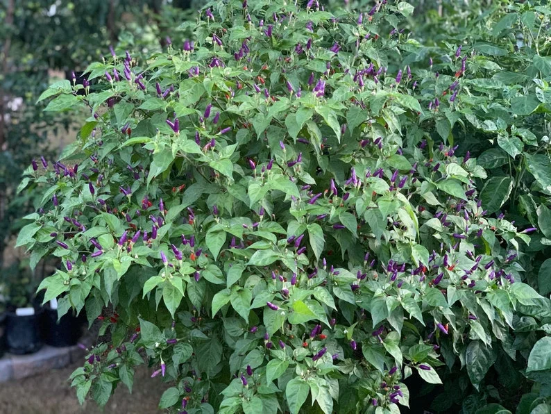 Cabai Burung Ungu Pepper Seeds - Xiêm Tím - Heirloom Variety