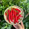 Cabe Keriting Pepper Seeds - Heirloom Variety - Spicy Cooking Chilli
