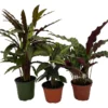 Calathea Assortment 3-Pack Houseplants in 4-inch Pots