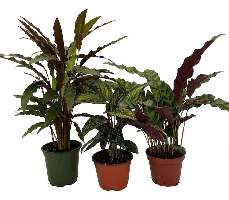 Calathea Assortment 3-Pack Houseplants in 4-inch Pots