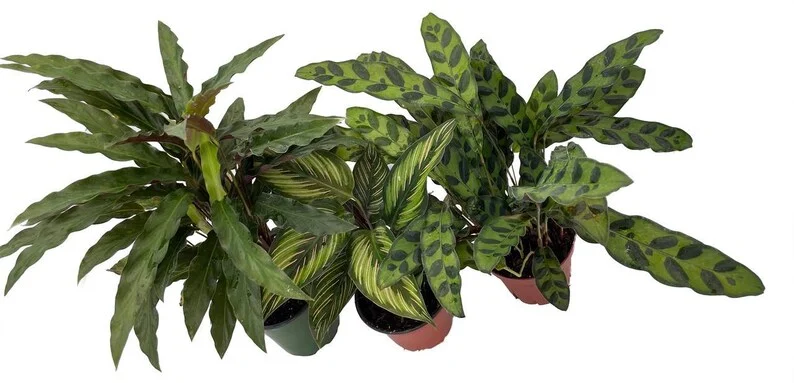 Calathea Assortment 3-Pack Houseplants in 4-inch Pots