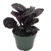 Calathea roseopicta 'Dottie' Prayer Plant - 4 Inch Pot - Easy Care