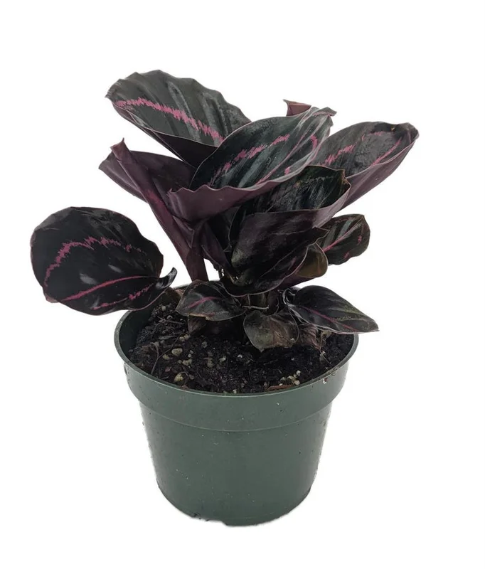 Calathea roseopicta 'Dottie' Prayer Plant - 4 Inch Pot - Easy Care