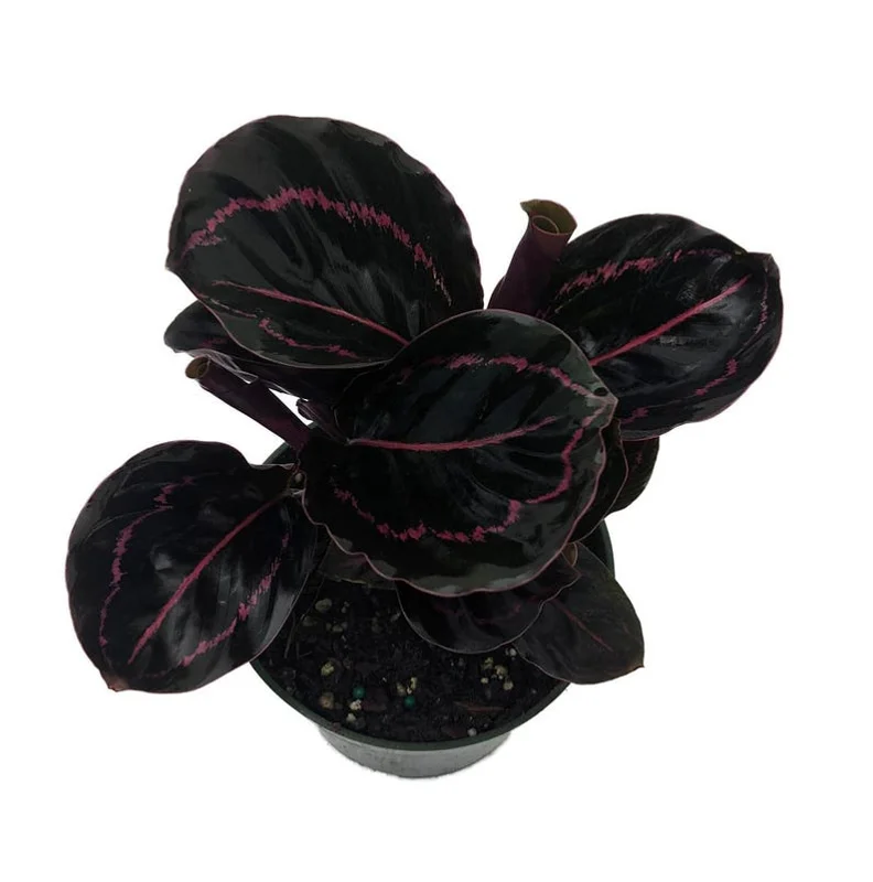 Calathea roseopicta 'Dottie' Prayer Plant - 4 Inch Pot - Easy Care