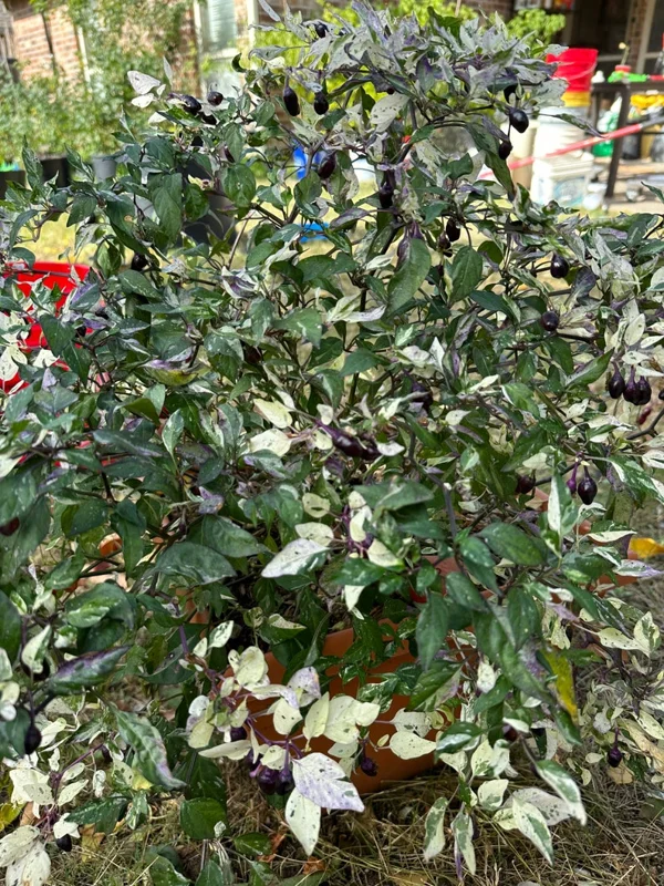 Calico Pepper Seeds - Heirloom Variety - Ornamental & Spicy