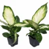 Camille Dieffenbachia Plant - Durable Indoor Plant - 3 Inch Pot - 2 Pack