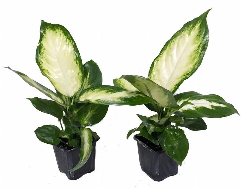 Camille Dieffenbachia Plant - Durable Indoor Plant - 3 Inch Pot - 2 Pack