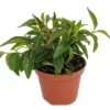 Canoe Bush Peperomia Plant 2.5" Pot Indoor Live Plant