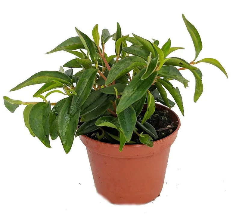 Canoe Bush Peperomia Plant 2.5" Pot Indoor Live Plant