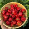 Caramel Scotch Bonnet Pepper Seeds - Exotic Hot Pepper Variety