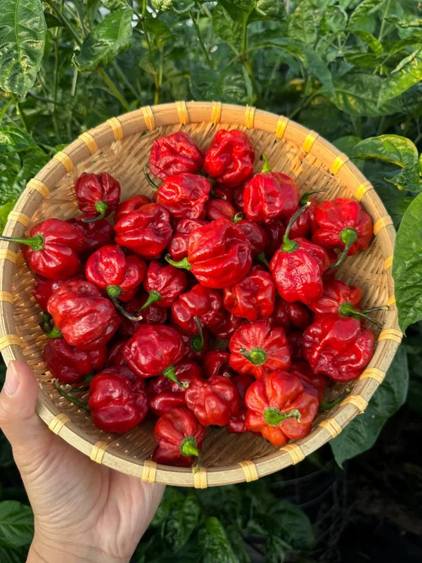 Caramel Scotch Bonnet Pepper Seeds - Exotic Hot Pepper Variety