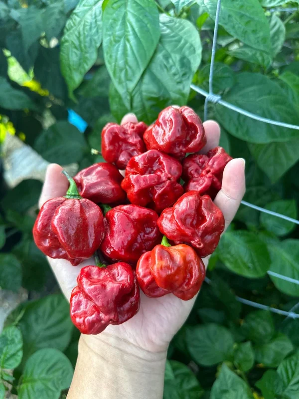 Caramel Scotch Bonnet Pepper Seeds - Exotic Hot Pepper Variety