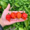 Carolina Reaper Pepper Seeds - Super Hot Variety - Grow Your Own