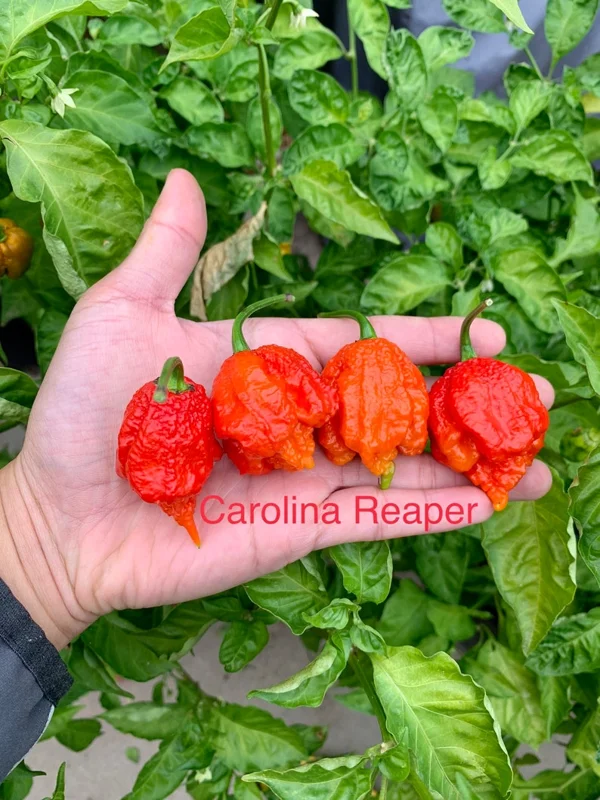 Carolina Reaper Pepper Seeds - Super Hot Variety - Grow Your Own