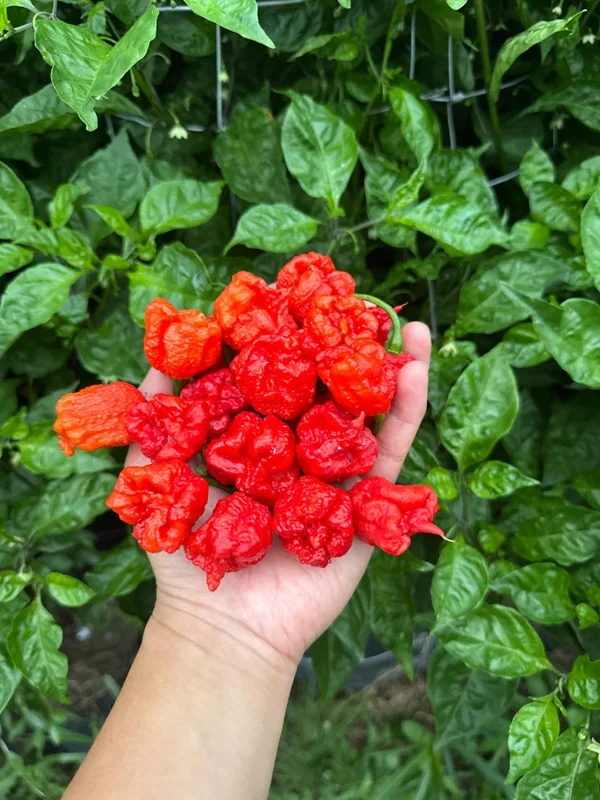 Carolina Reaper Pepper Seeds - Super Hot Variety - Grow Your Own