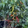 Cayenne Sweetness Pepper Seeds - Sweet Pepper Variety