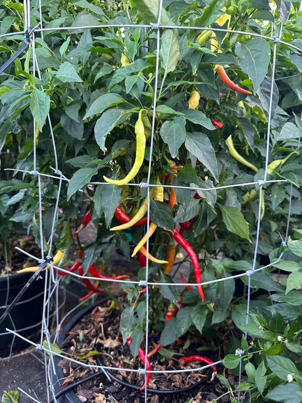 Cayenne Sweetness Pepper Seeds - Sweet Pepper Variety