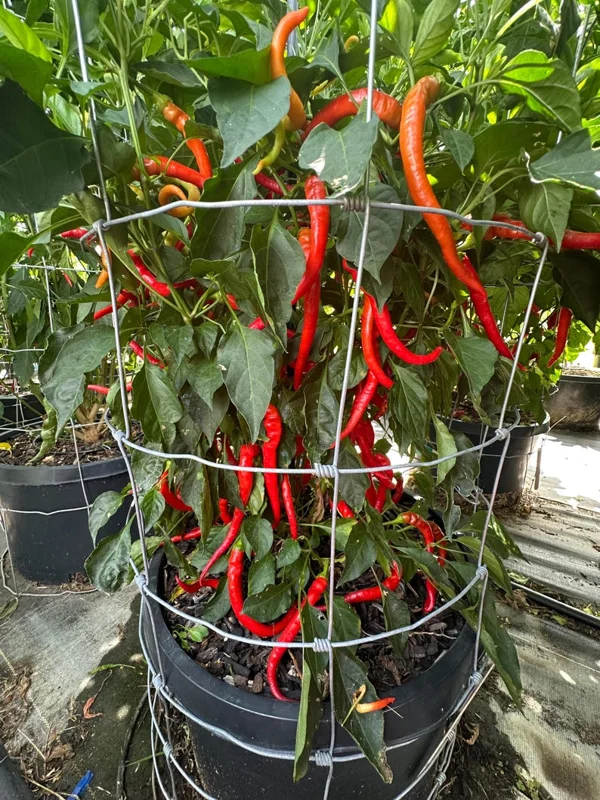 Cayenne Sweetness Pepper Seeds - Sweet Pepper Variety