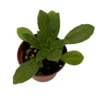 Charley Asian Violet Primulina House Plant - 2.5" Pot Indoor Plant