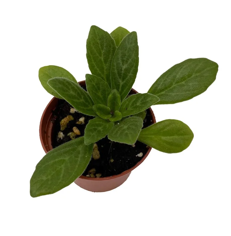 Charley Asian Violet Primulina House Plant - 2.5" Pot Indoor Plant