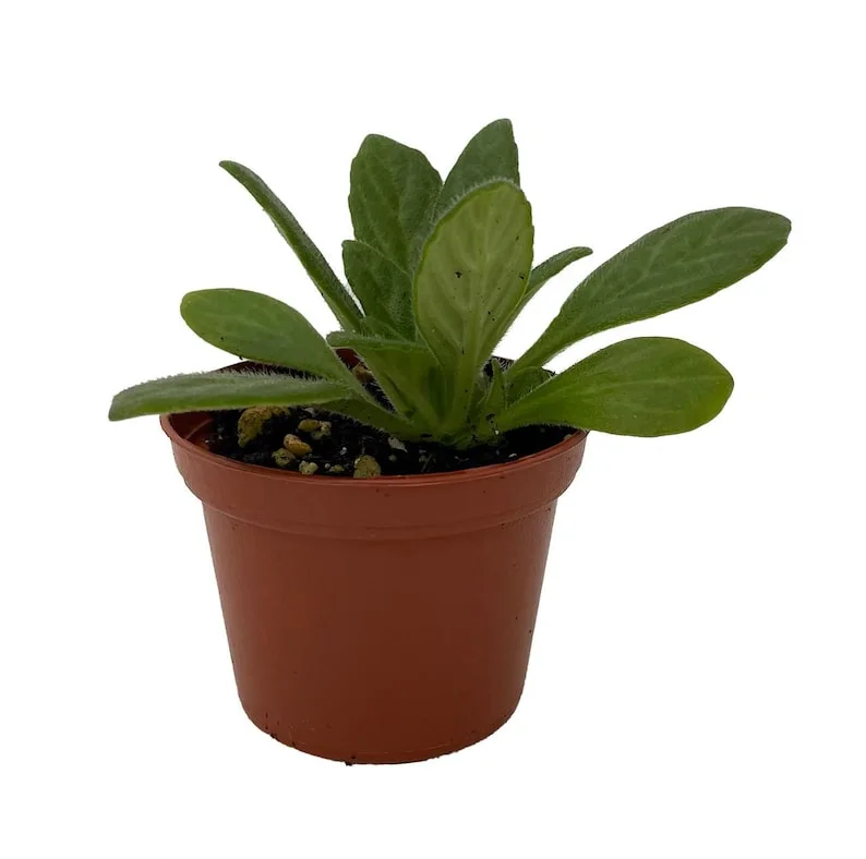 Charley Asian Violet Primulina House Plant - 2.5" Pot Indoor Plant