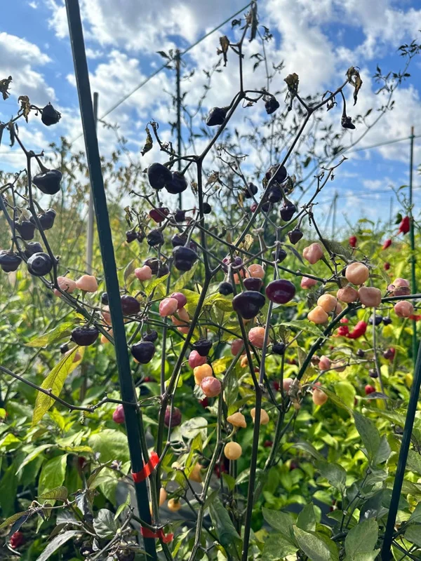 Cheiro Roxa Pepper Seeds - Heirloom Variety - 10+ Seeds