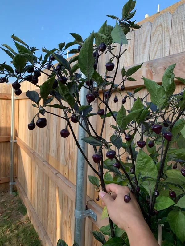 Cheiro Roxa Pepper Seeds - Heirloom Variety - 10+ Seeds