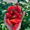 Cheiro Roxa X Pepper Seeds - Heirloom Variety - 12+ Seeds