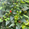 Chiltepin Pepper Seeds - Heirloom Variety - 12+ Seeds Pack