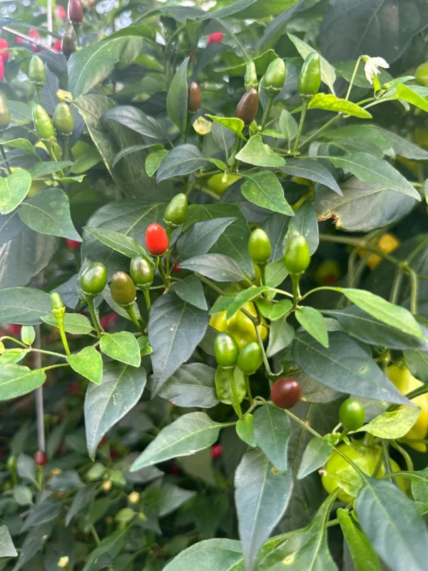Chiltepin Pepper Seeds - Heirloom Variety - 12+ Seeds Pack