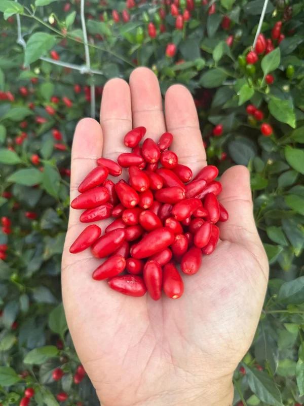 Chiltepin Pepper Seeds - Heirloom Variety - 12+ Seeds Pack