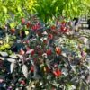 Chinese 5 Colors Pepper Seeds - Ornamental Rainbow Hot Peppers