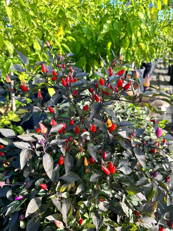 Chinese 5 Colors Pepper Seeds - Ornamental Rainbow Hot Peppers