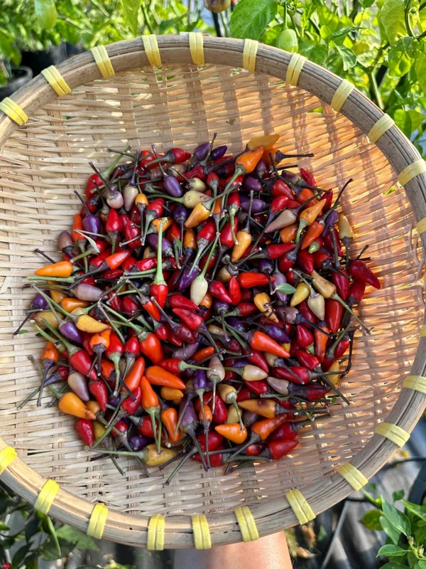 Chinese 5 Colors Pepper Seeds - Ornamental Rainbow Hot Peppers
