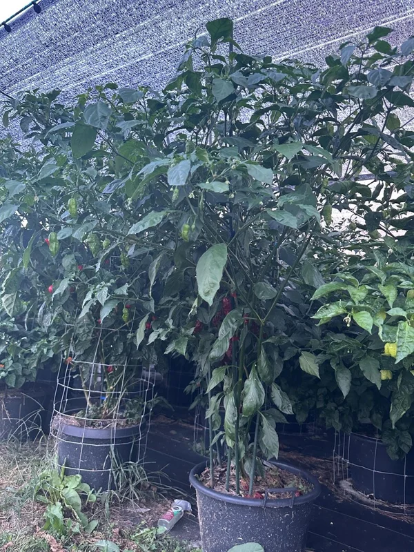 Chocolate Bhutlah Pepper Seeds - Hot Pepper Seeds - Garden Seeds