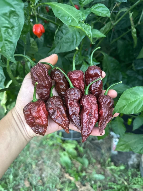 Chocolate Bhutlah Pepper Seeds - Hot Pepper Seeds - Garden Seeds