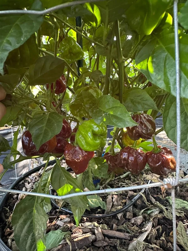 Chocolate Habanero Pepper Seeds - Hot Pepper Seeds