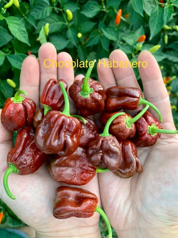 Chocolate Habanero Pepper Seeds - Hot Pepper Seeds