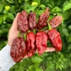 Chocolate Monster Pepper Seeds - Super Hot Variety - 12+ Seeds Per Pack