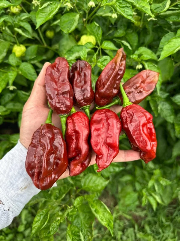 Chocolate Monster Pepper Seeds - Super Hot Variety - 12+ Seeds Per Pack