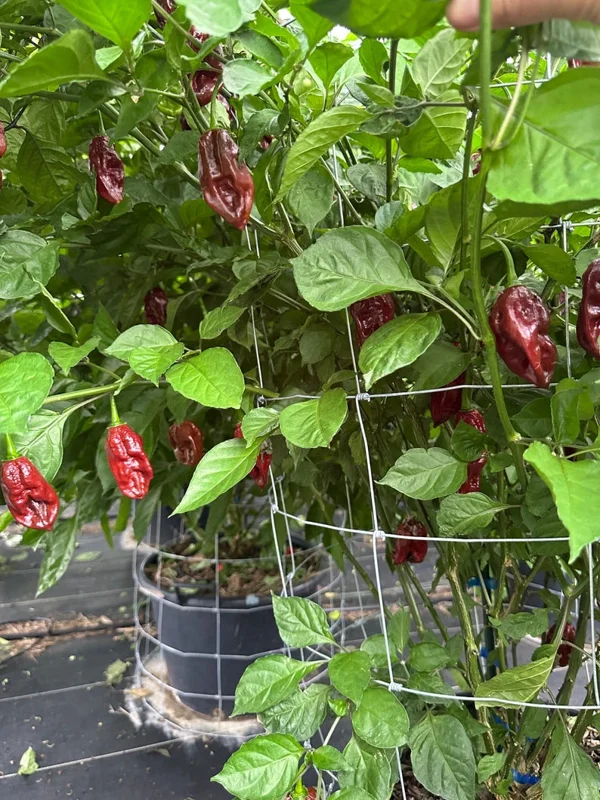 Chocolate Monster Pepper Seeds - Super Hot Variety - 12+ Seeds Per Pack