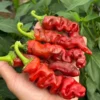 Chocolate Peter Pepper Seeds - Heirloom Vegetable Seeds