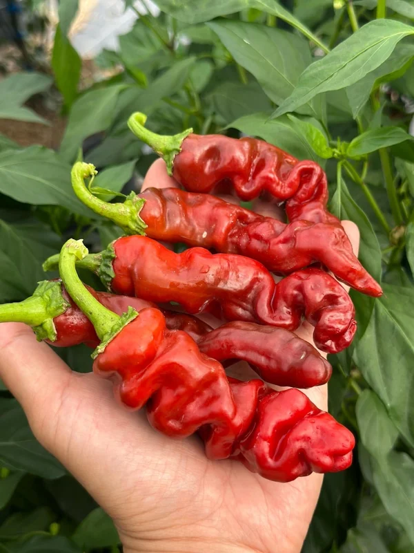 Chocolate Peter Pepper Seeds - Heirloom Vegetable Seeds