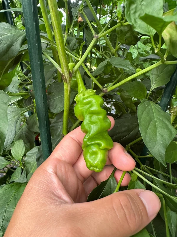 Chocolate Peter Pepper Seeds - Heirloom Vegetable Seeds