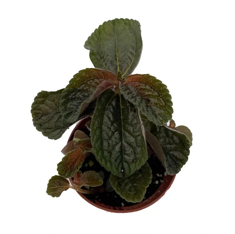 Chocolate Pilea Plant - Dark Foliage - 2.5 Inch Pot - Indoor Plant
