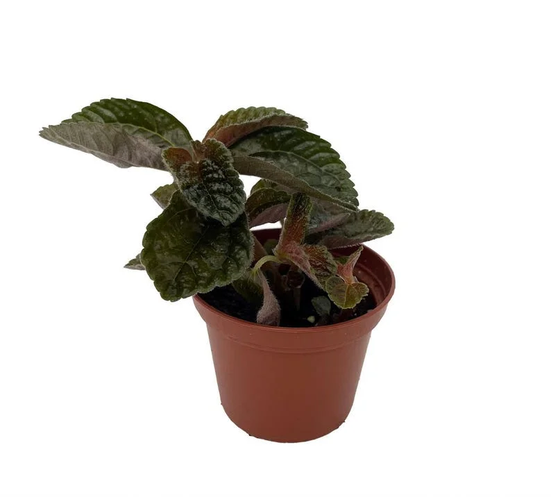 Chocolate Pilea Plant - Dark Foliage - 2.5 Inch Pot - Indoor Plant