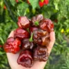 Chocolate Scotch Bonnet Pepper Seeds - Heirloom Variety